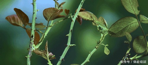 做一桌玫瑰,送给我最爱的你们~