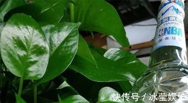 花卉|悄悄告诉你,学会4个老花农的养花“偏方”,家里花卉“嗖嗖长”