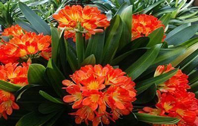 折扇|最厉害的养花营养液给君子兰喝一勺,叶片坚挺如折扇