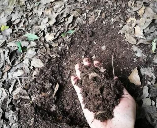 营养物质|1种渣子可别扔,拿来当肥不伤根,挖个小洞,埋盆里,疯开撑破盆