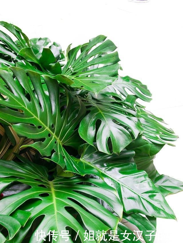 橡皮树|这4种花是天然“吸尘器”,阳台种一盆,灰尘去无踪!