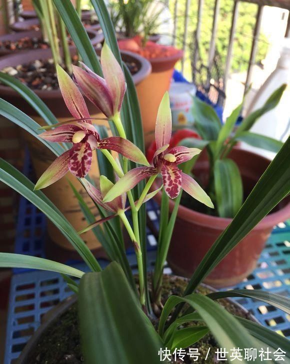 花箭|家里兰花“只长叶子、不开花”做了这2步,直冒花箭