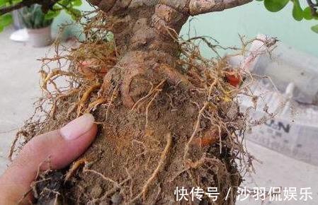 盆景|9月如何养玉树2个“技巧”，让它更加繁茂，枝干木质化，成小树
