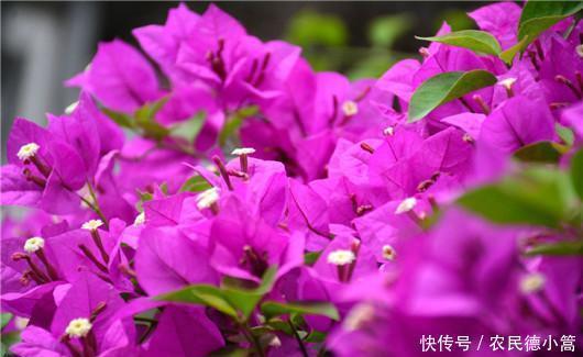  终于|终于知道三角梅为什么不开花了！你遇到过吗