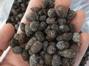 盆里扔个圆“球球”,蟹爪兰长疯了,开成一个大圆“球”!