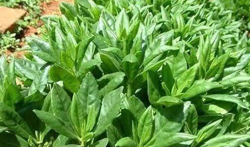 豌豆|中年女人都年轻，推荐吃的食物，滋阴润燥，补血益气，越吃越年轻