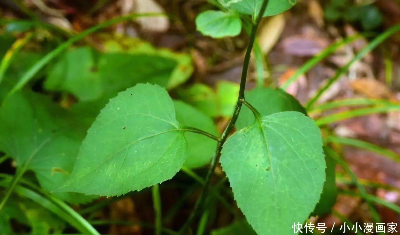农村|农村三大药食同源的野菜,能降血脂,助消化,化肠气,你吃过了吗