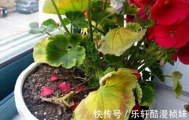 8种“洋气花”，天冷别喷水，不然黄叶、掉花苞，越养越难看