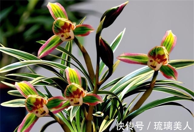 味道|此兰很多人没见过，一花双色，兰香浓郁，叶带金边，是兰中铭品