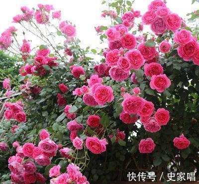 最值得入手的月季,大游行