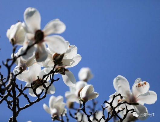 梅花、樱花、玉兰、二月兰……松江早春赏花图鉴来了