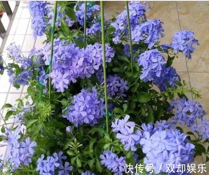 家里养花选它,生长旺繁殖快,养一盆等于养10盆,养2年成大户!