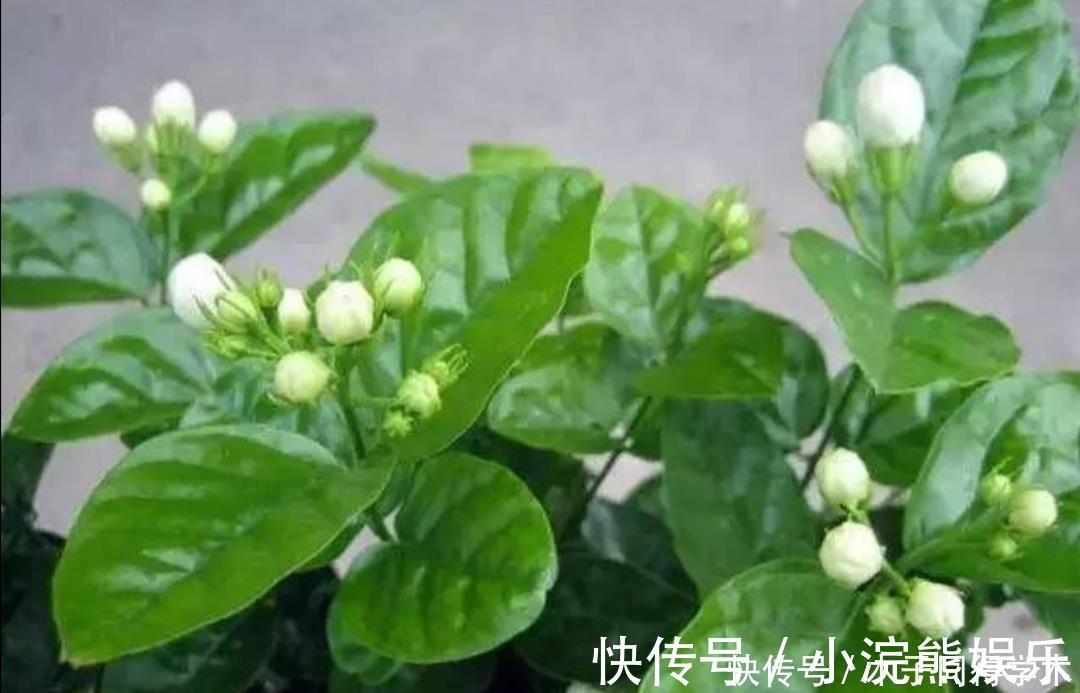 植株|茉莉花简单处理一下，开花一茬接一茬，整个夏天都有花看