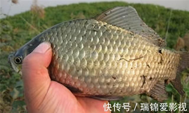 中钩|都说钓大用5号，钓小用3号，3号袖钩，到底能钓大多的鲫鱼