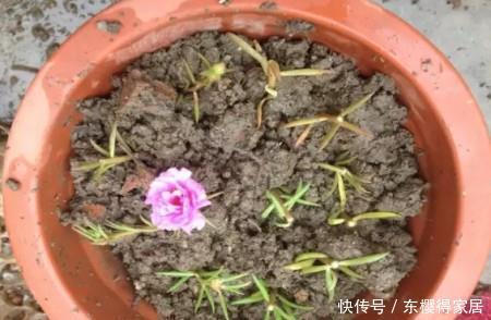 漂亮|6种漂亮花,夏天快扦插,越热越生根,30天就开花,适合急性子养