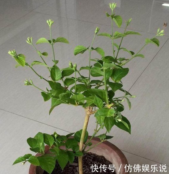 更香|只要掌握这3点,就能让你的盆栽茉莉多开花、花更香,以后不愁没花看