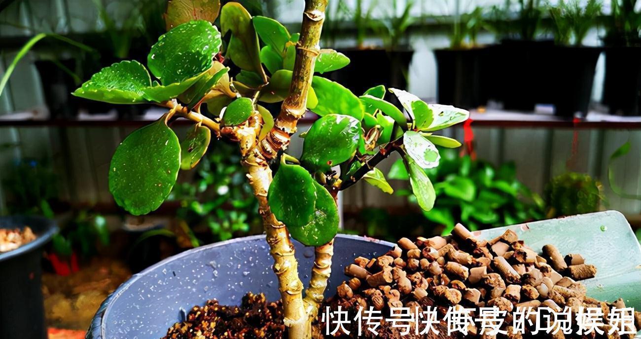 根系|寿命长的“3种花”,最喜欢用小盆栽种,盆越“小”长得越好