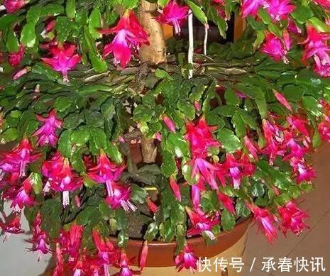 嫁接、盆栽蟹爪兰该注意什么2步管理到位,茎叶嗖嗖花开不停