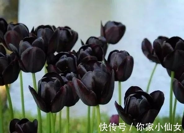 鸢尾花|约旦有一种黑色的鸢尾花，花开黑紫色花，花型像翅膀，显得很神秘