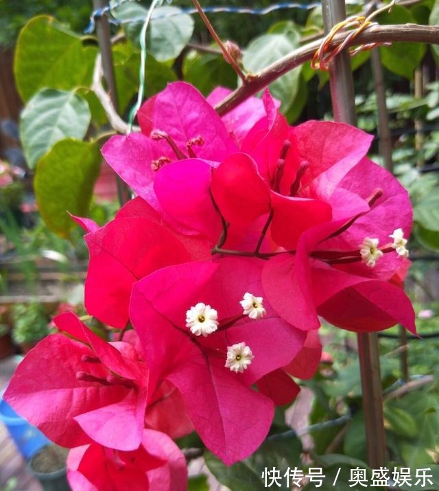 满枝|养盆栽三角梅,这“1点”不能少,才能花满枝,连续不断的开花