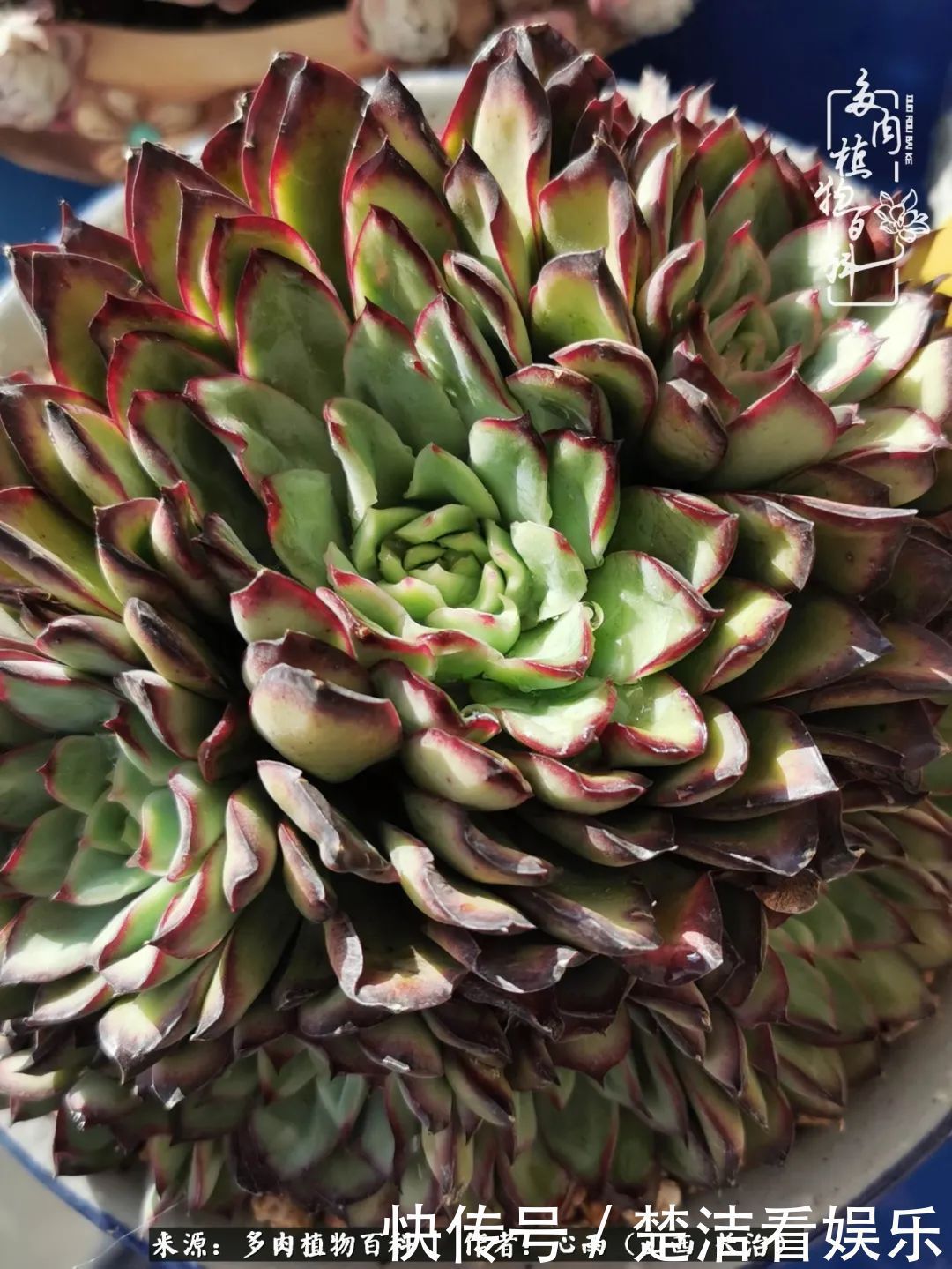 三色堇|懂得珍惜的人,才值得拥有更多美好的事物!养多肉也是如此!