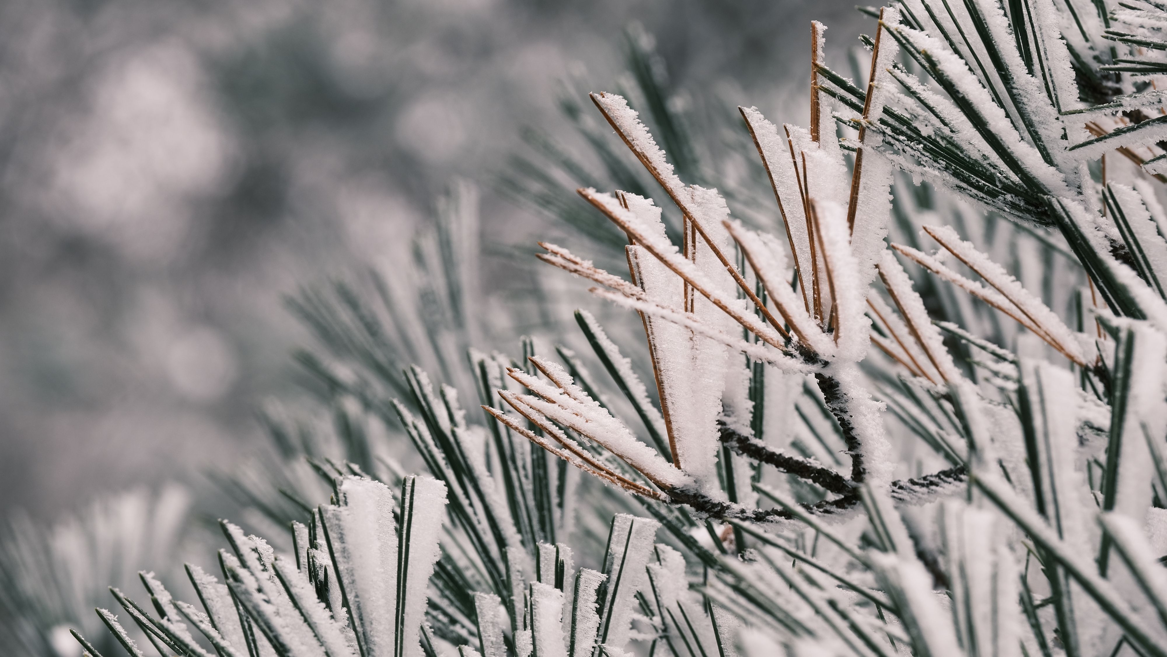 迎来|余姚四明山迎来冬雪后的首场雾凇