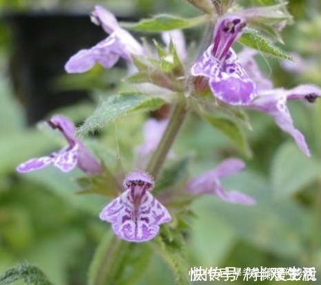 神圣|此花自带神秘光环,是一种常见的中药,象征着神圣和财富
