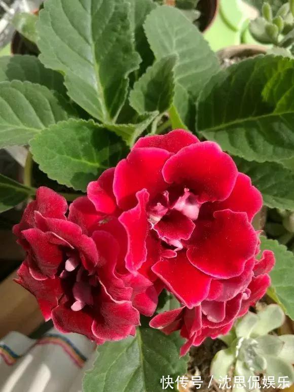 4种养花“神仙水”，夏天高温也能用，不烧苗，花儿长得旺！