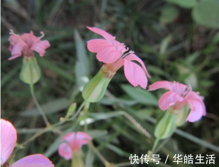 麦蓝菜|农村3大野菜，能清热解毒，消肿散疾，快来了解一下吧！