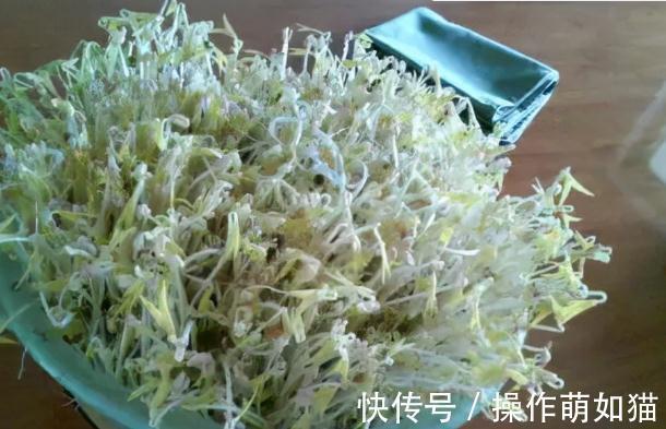 白醋发豆芽方法,简单方便快速,豆芽粗壮白嫩