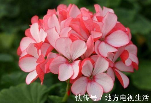 天竺葵|4种花漂亮又容易爆盆,越贱养越爆盆,花香四溢,优雅迷人