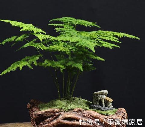 有害气体|文竹干枯怎么救,方法对了还你一盆绿色健康的文竹