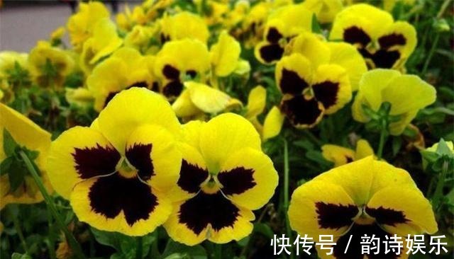 这种花有三片花瓣，身份高贵是国花，颜值高都搬回家里养