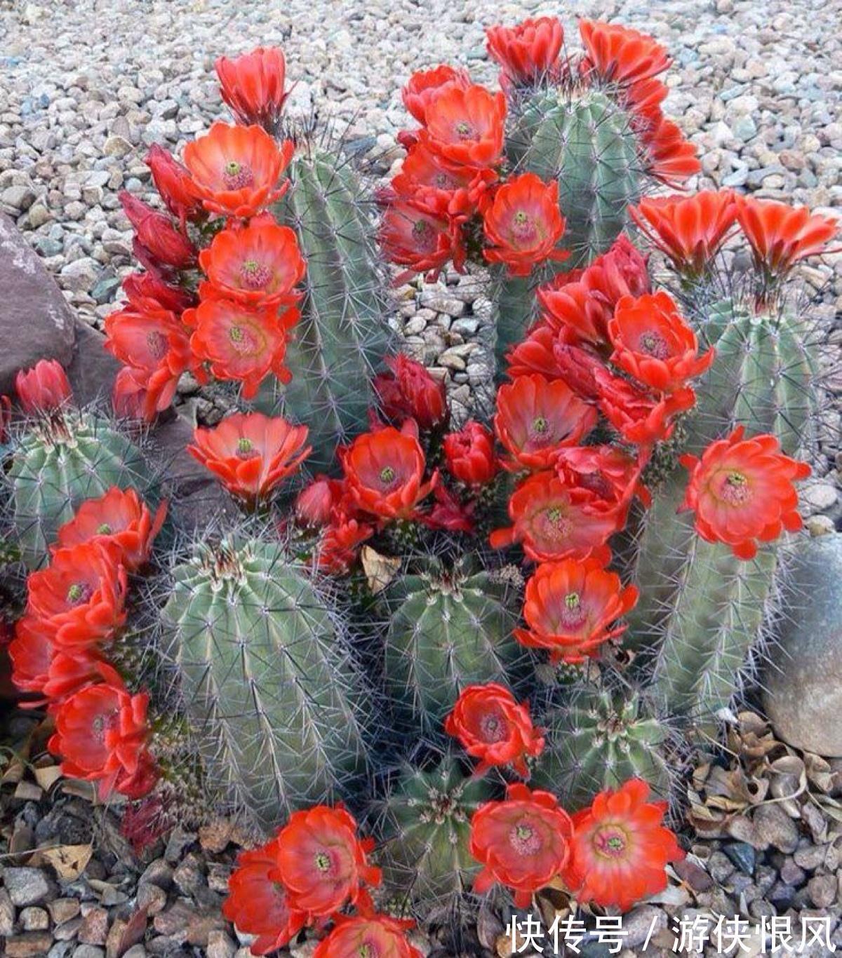 天气冷气温低,这些花要干养,少浇水才不易受冻和烂根