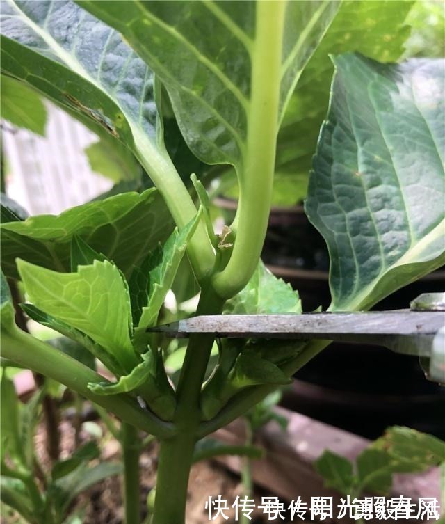 绣球花开花稀拉拉，一剪一补一遮，轻松爆成大花球！
