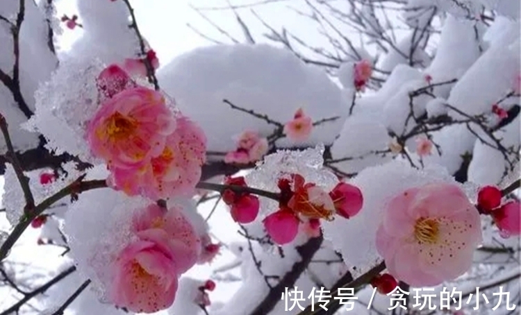 明代&梅开时节，梅花得意占群芳，邂逅古诗里的梅花韵致不输现场观光