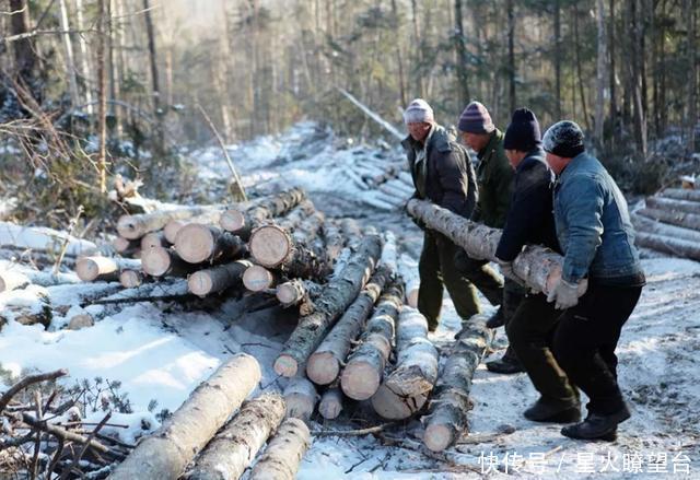 化石|伐木工人在山中伐树,切开树干后傻了,树中竟藏着“狗化石”!