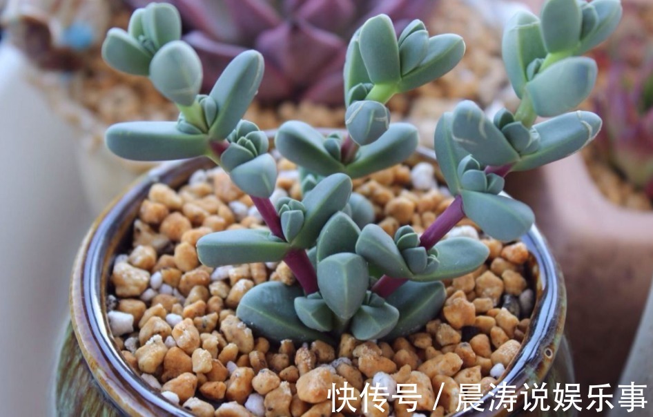 呼声最高的新人盆栽多肉,养殖期间注意此3点才不出问题