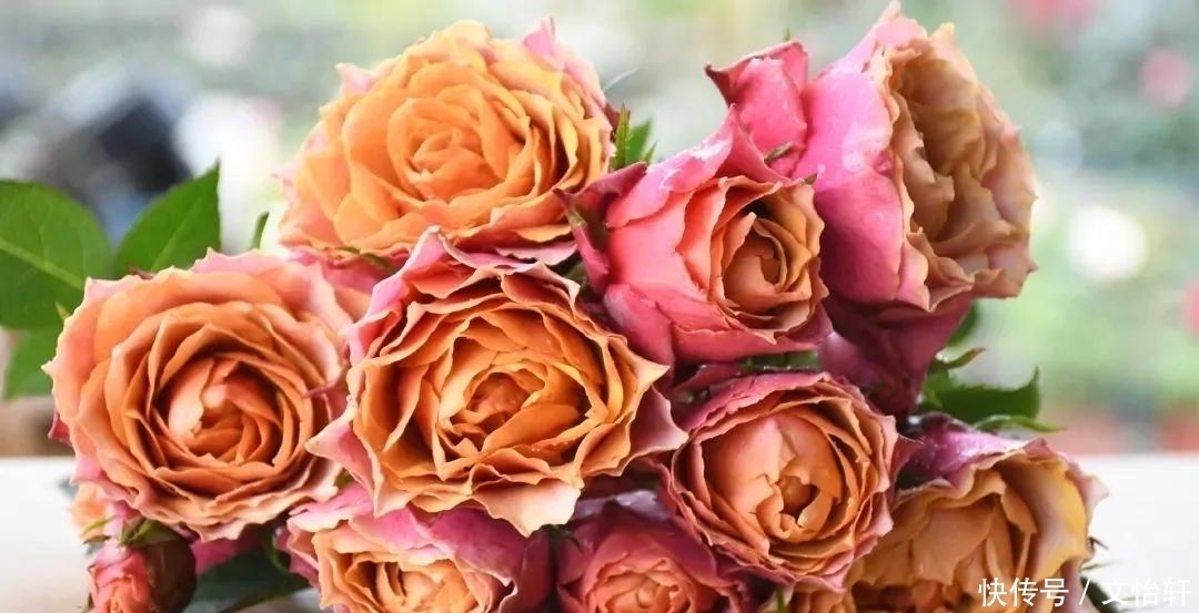 品种|100个月季品种,千姿百态,每个都很漂亮,图名并茂,值得收藏