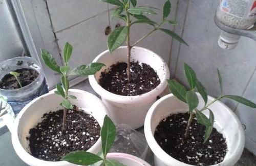  植物|养花不用买营养液，准备好香蕉皮，盆栽植物叶子不泛黄