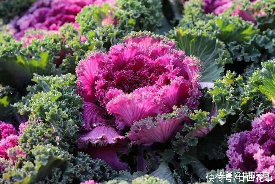 羽衣甘蓝|家有小院,就养7种“耐寒花”,从秋到春不寂寥,冬天也有花看