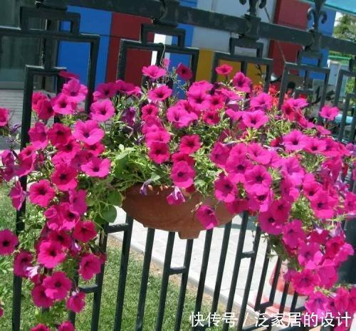 阳台再小，也要养4种花，比牡丹好看，比吊兰好养，家里养真适合