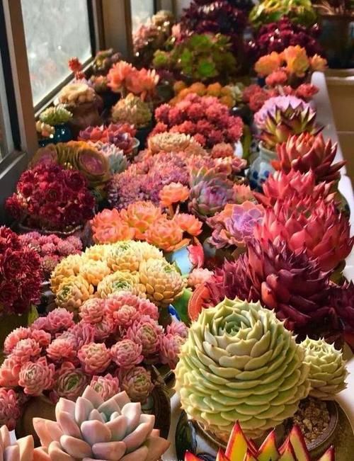 打工人养多肉:大城市找出租房,美女随身携带数百盆多肉,难断舍