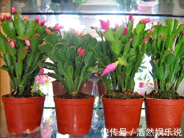 小花|秋季养蟹爪兰有技巧,摆放位置记住“口诀”,见到阳光就呼呼冒叶