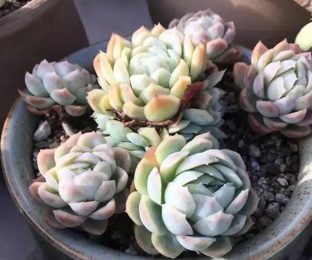  养肉|养肉人的初心：喜欢多肉的这几年，你变了吗？