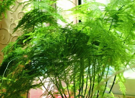 花友们|家庭养文竹,用对这3样东西,根叶越长越旺盛繁茂