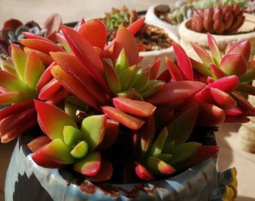 多肉赤鬼城怎么养教你3个小妙招,养出火红艳丽的赤鬼城