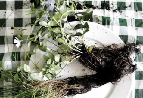 室内绿植种花不用盆，揉一个小球吊起来就让家里美翻