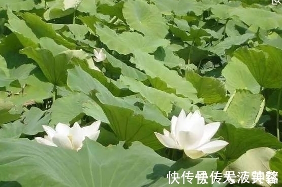 前程|未来10天,扭转乾坤,鸿运当头,冲破困境,前程似锦