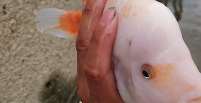 观赏鱼|这鱼在漠阳江快泛滥了，钓鱼人：到处都是，所幸还好吃